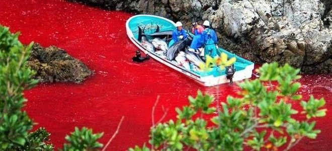 Μαζική σφαγή δελφινιών στην Ιαπωνία Μαζική σφαγή δελφινιών στην Ιαπωνία